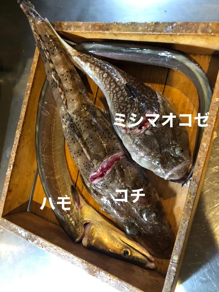 6/13金曜日 仕入れ✨