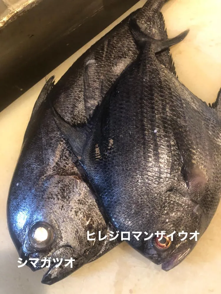 6/13金曜日 仕入れ✨