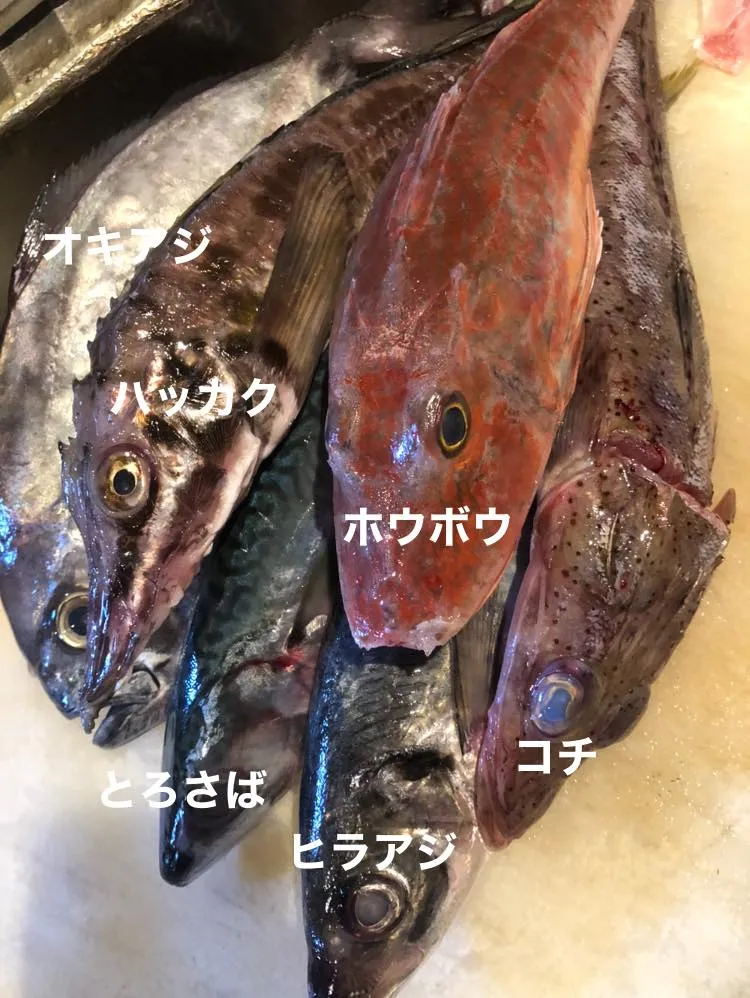 11/7 仕入れ✨
