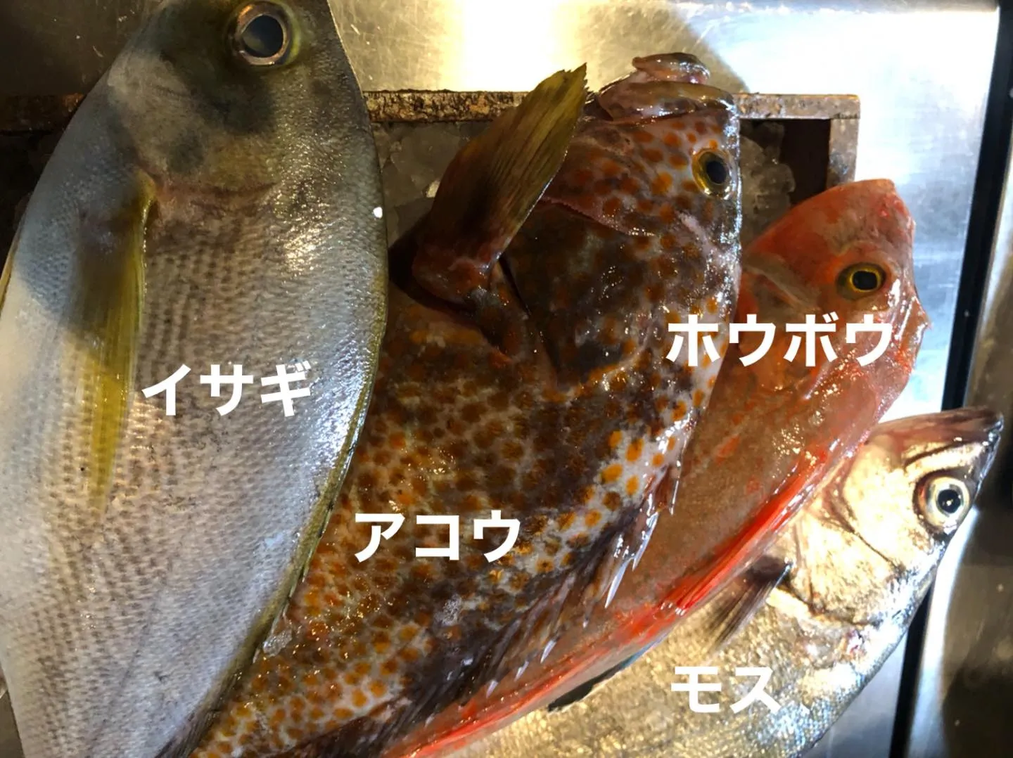 6/6仕入れ✨