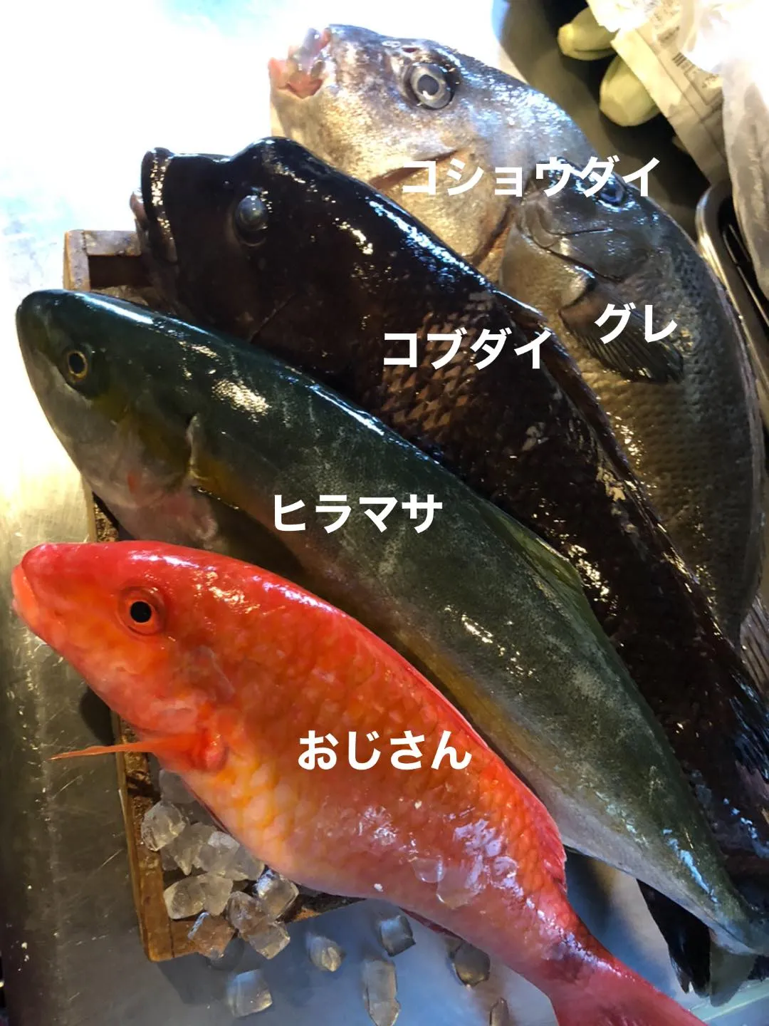 6/11仕入れ✨